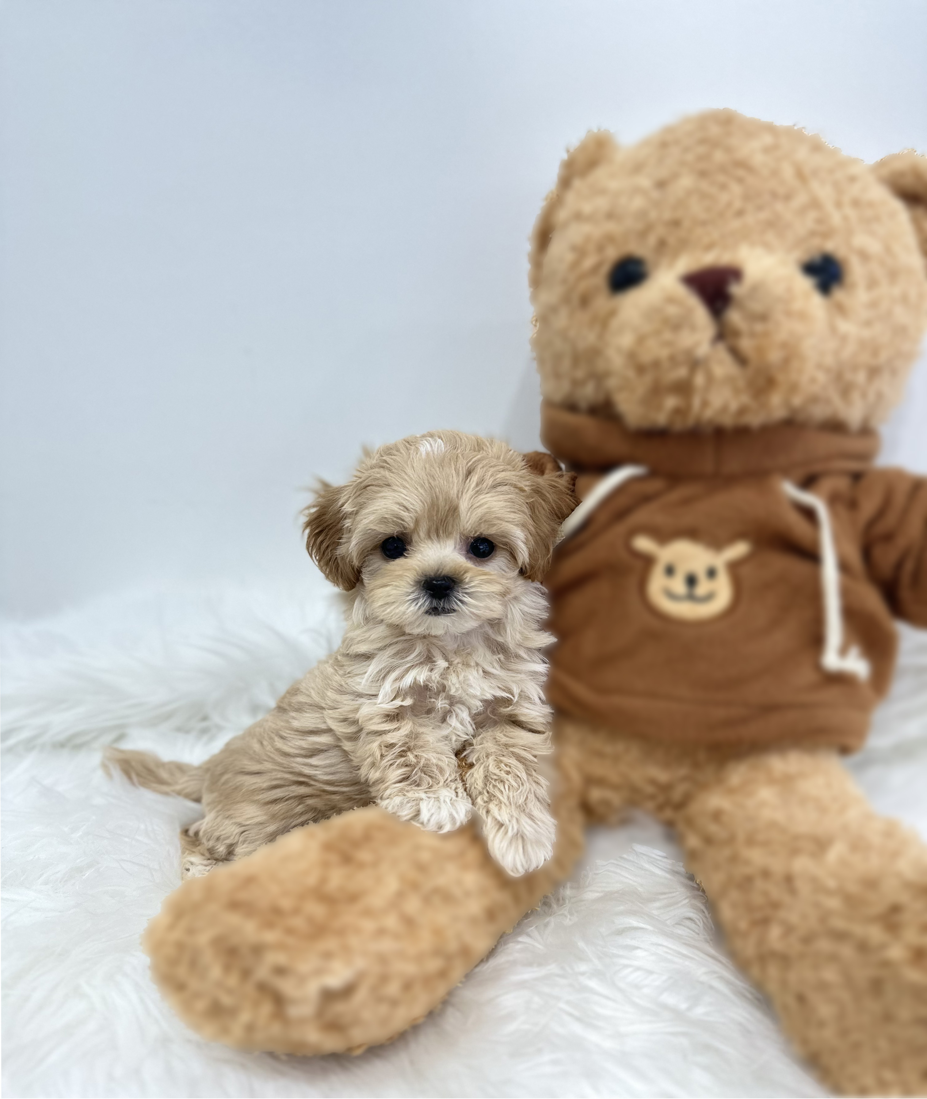 말티푸분양(10만원부터)