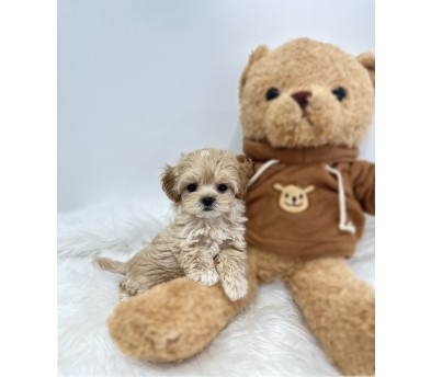 말티푸분양(10만원부터)