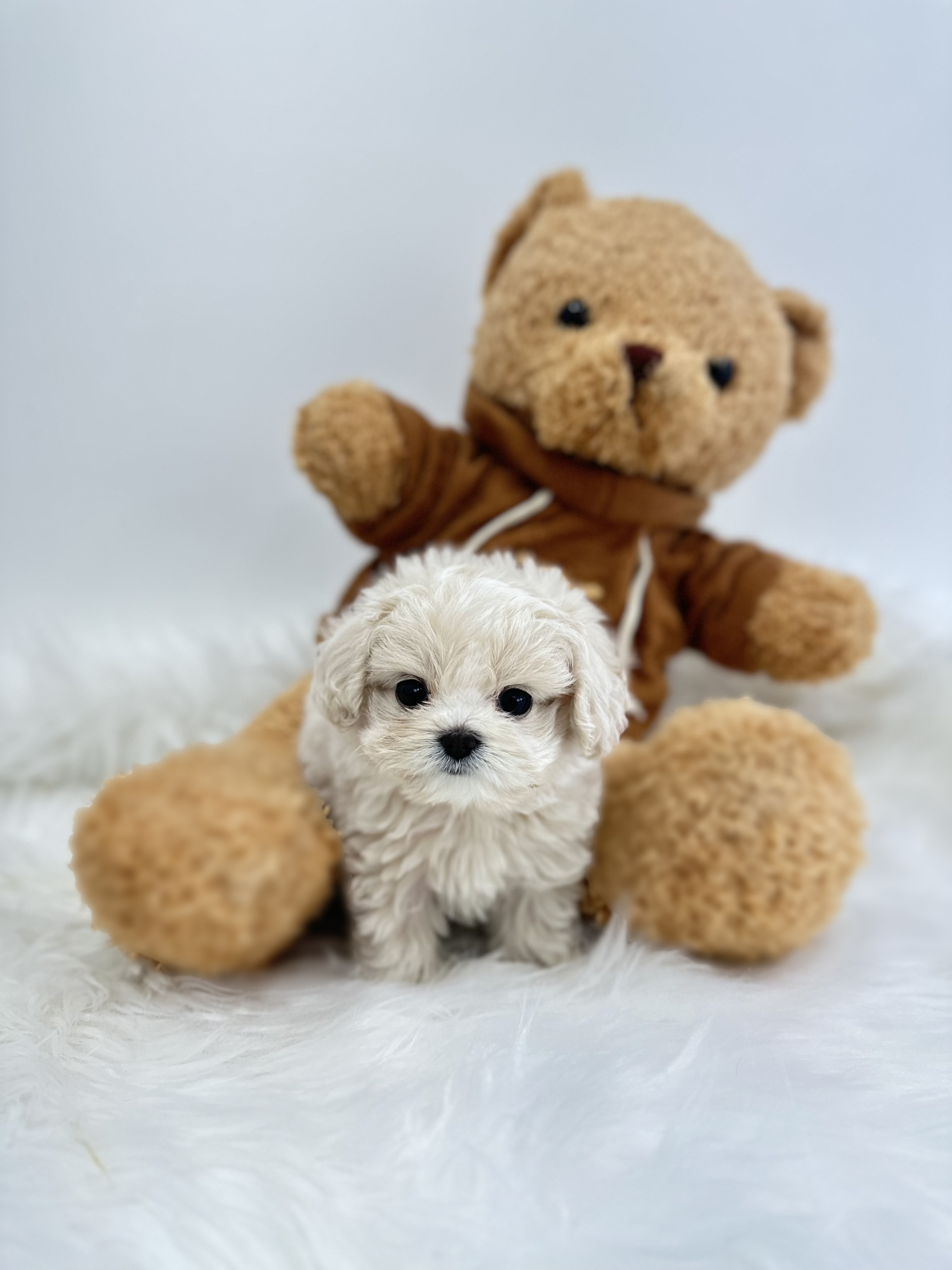 말티푸분양(10만원부터)