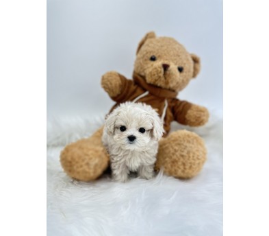 말티푸분양(10만원부터)