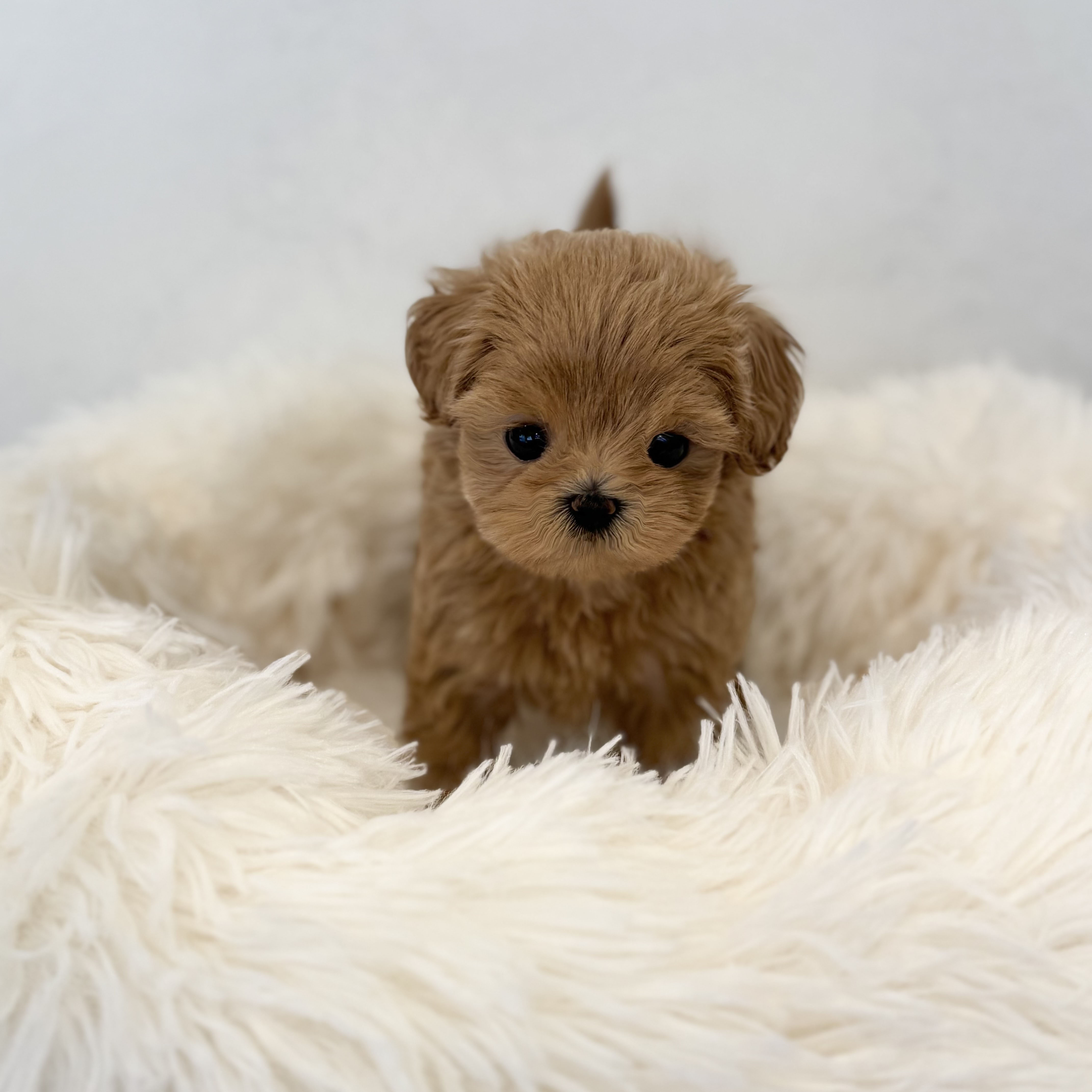 말티푸분양(10만원부터)