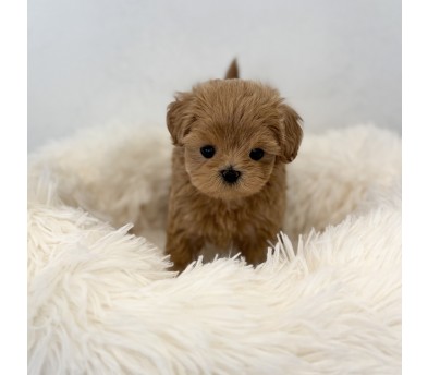 말티푸분양(10만원부터)