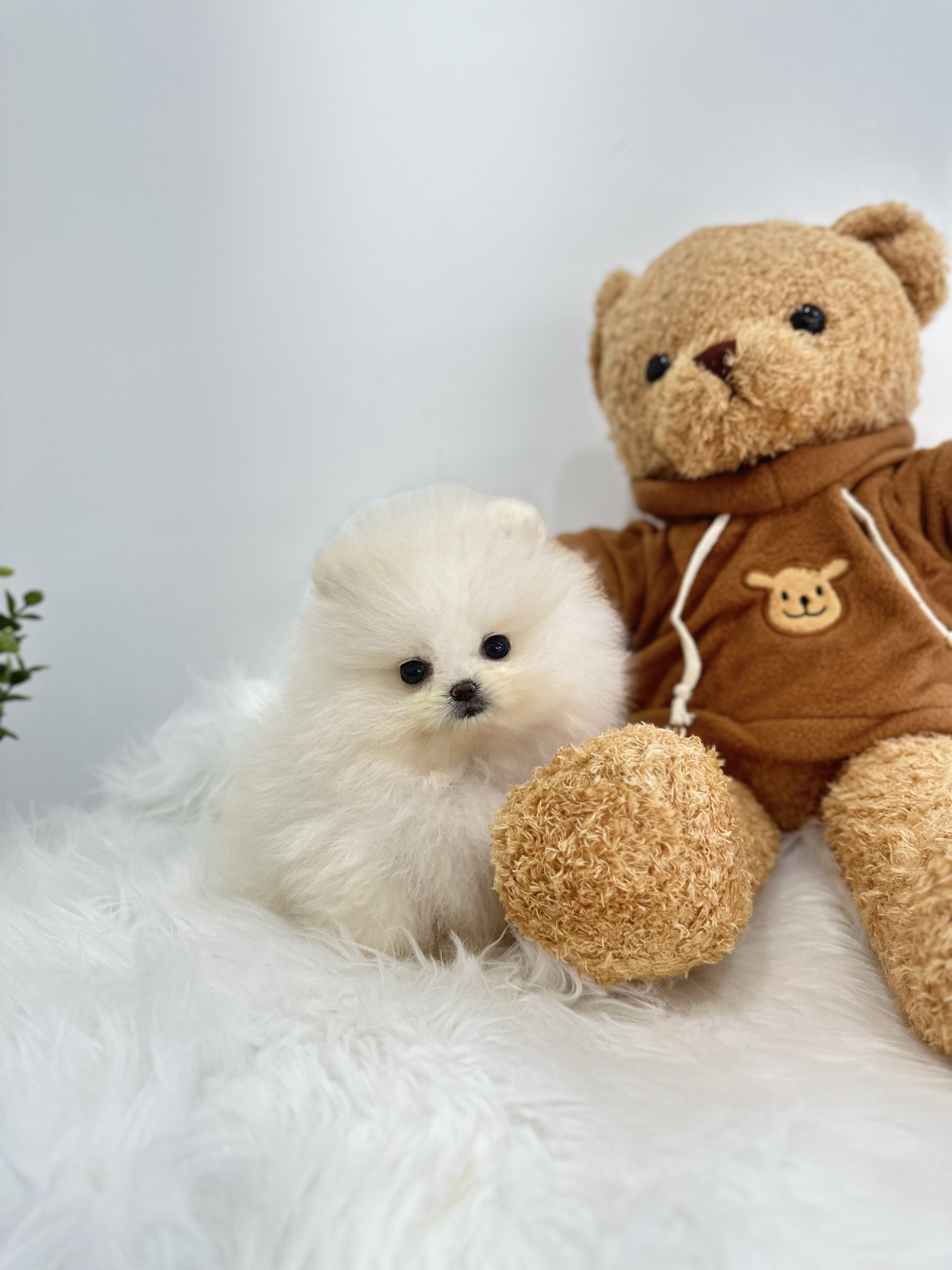 포메라니안분양(20만원부터)