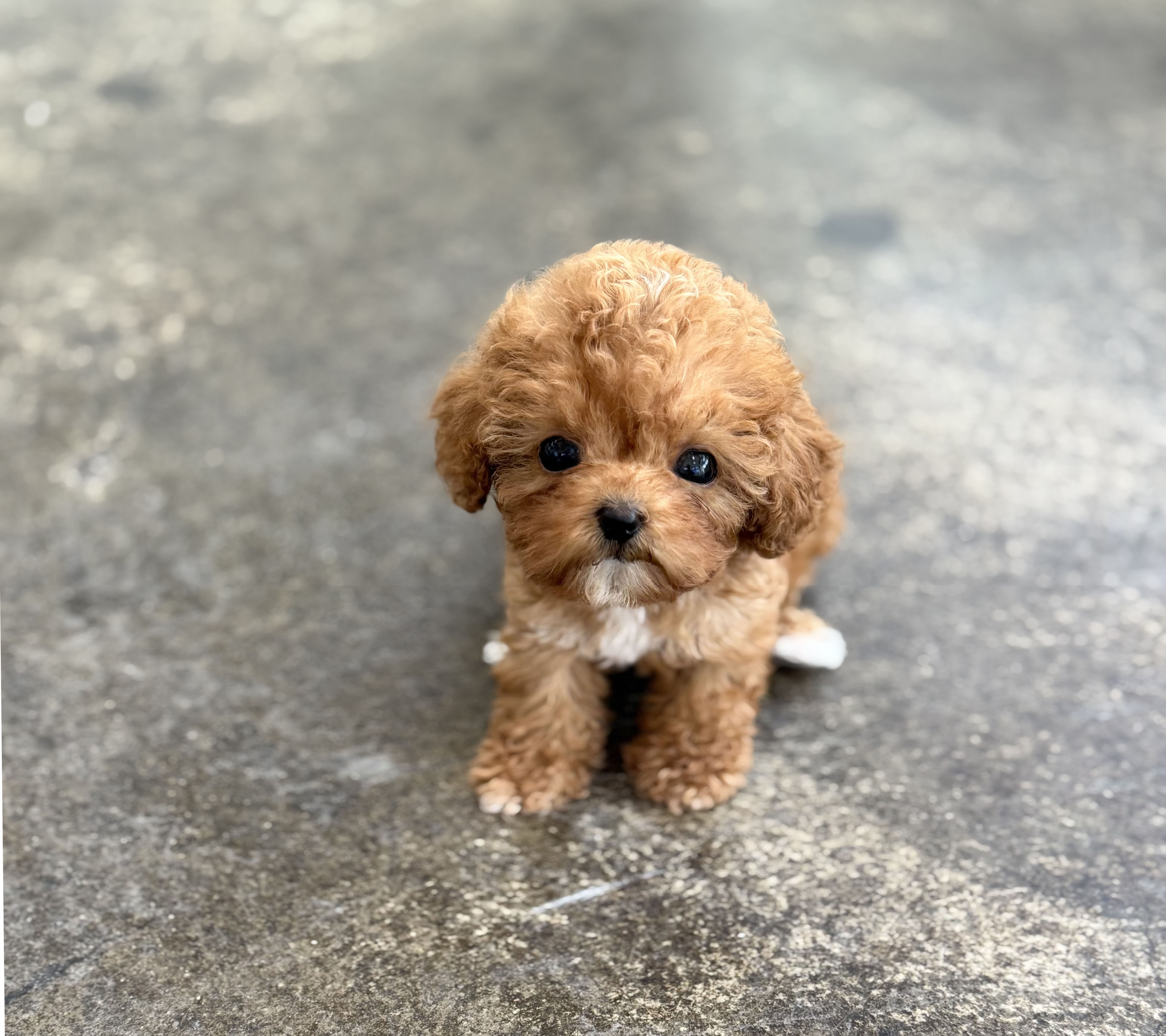 토이푸들분양(10만원부터)