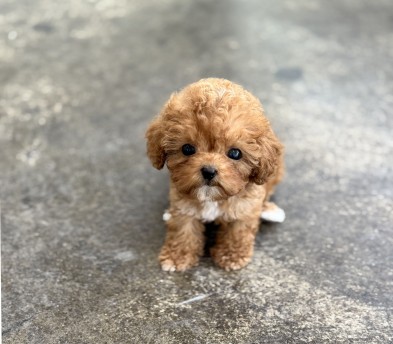 토이푸들분양(10만원부터)