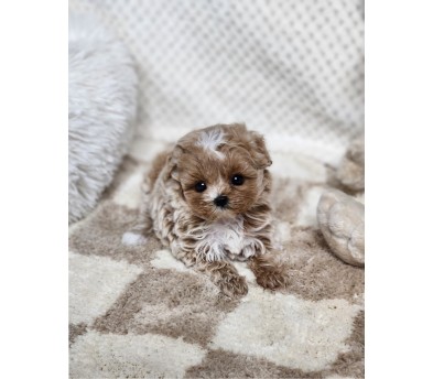 말티푸분양(10만원부터)