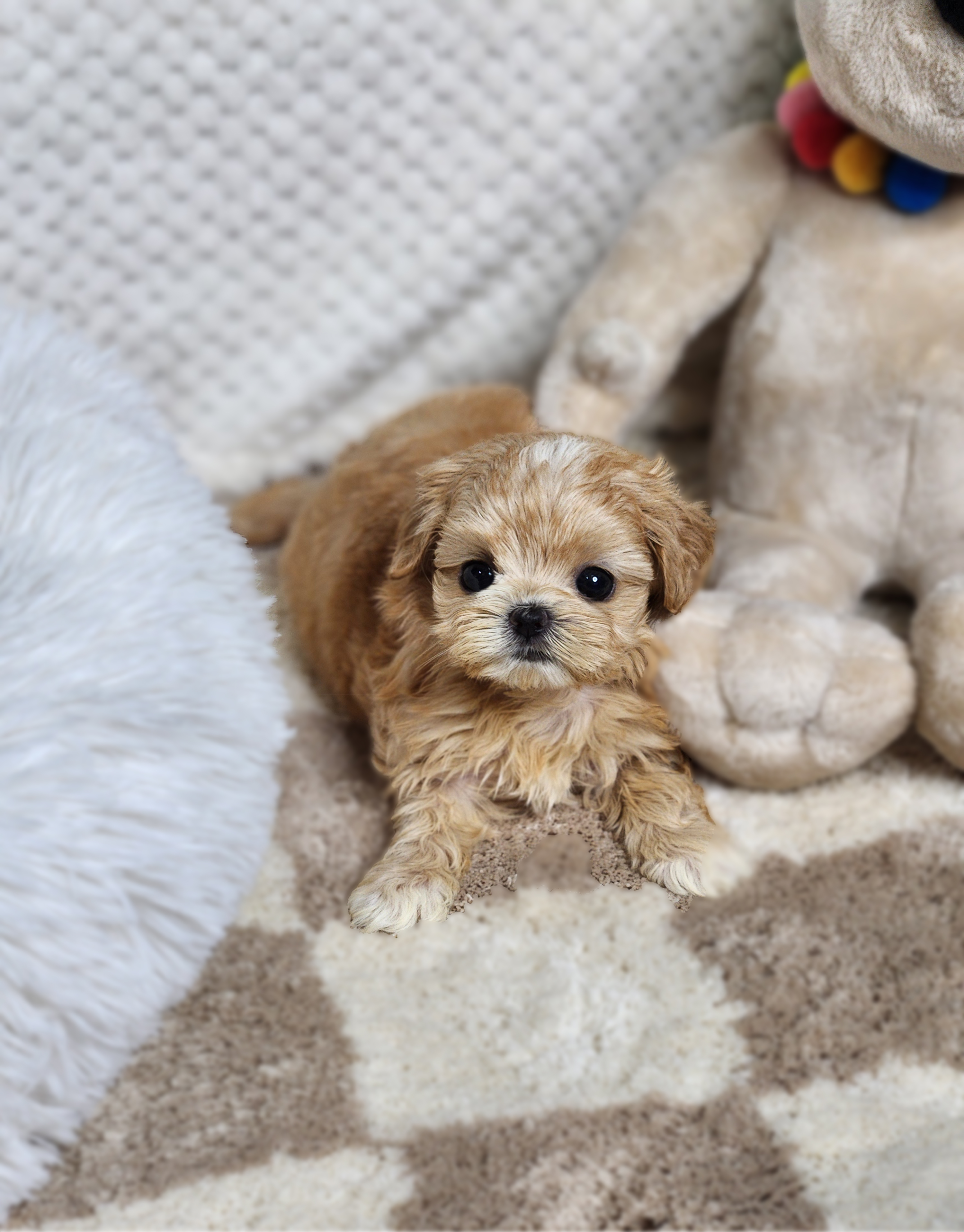 말티푸분양(10만원부터)