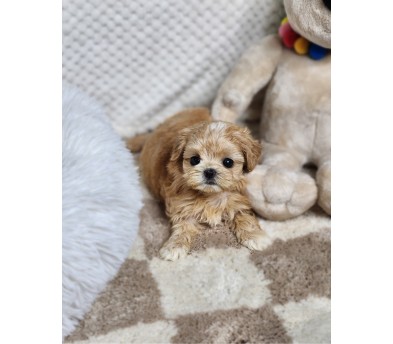 말티푸분양(10만원부터)