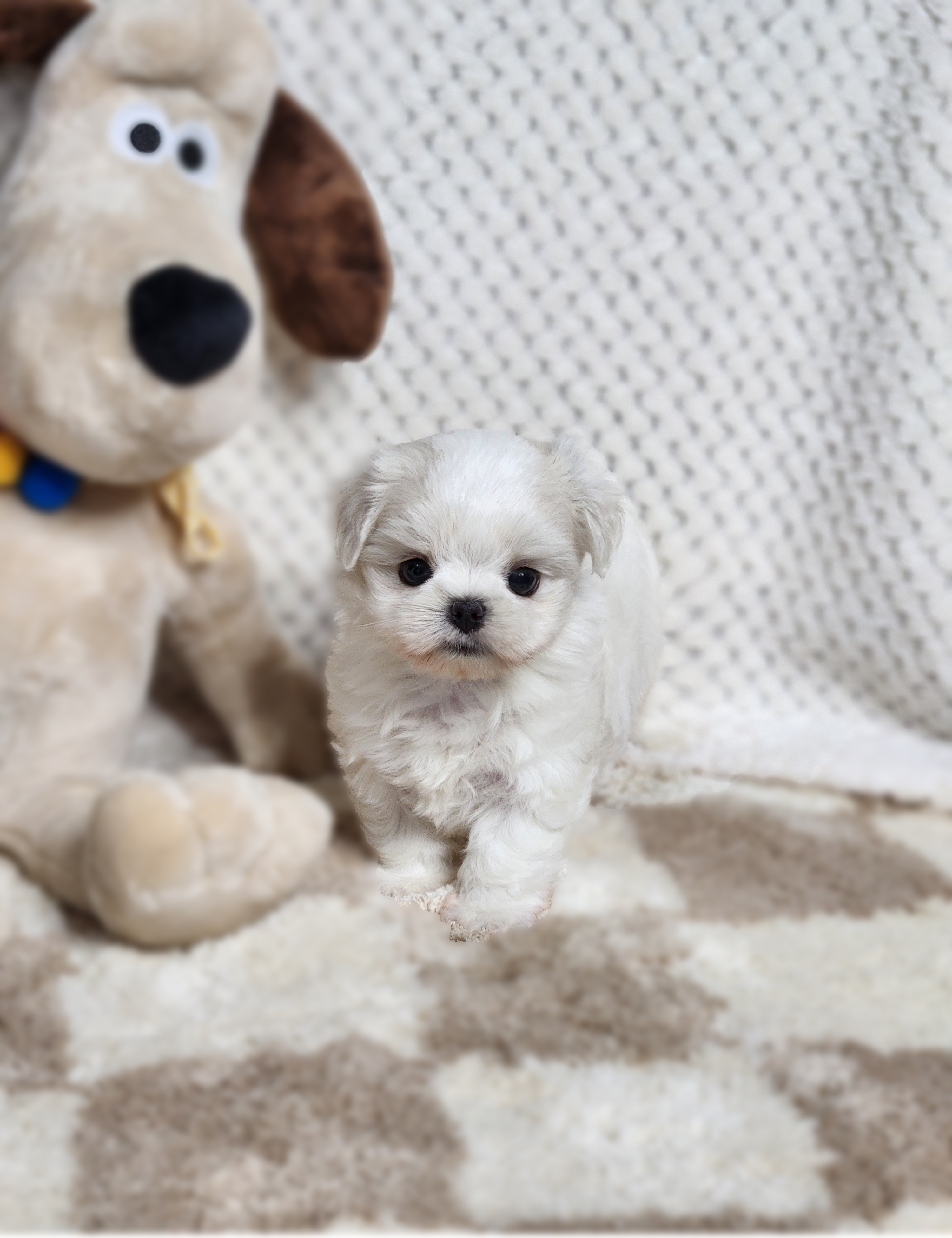 말티즈분양(10만원부터)