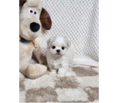 말티즈분양(10만원부터)