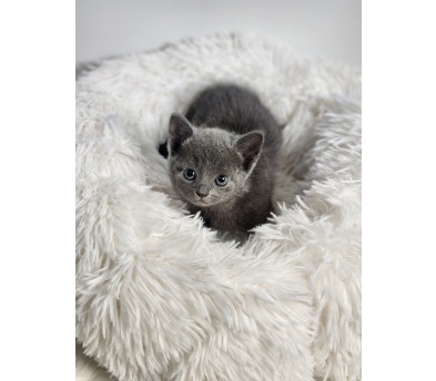 러시안블루 분양합니다