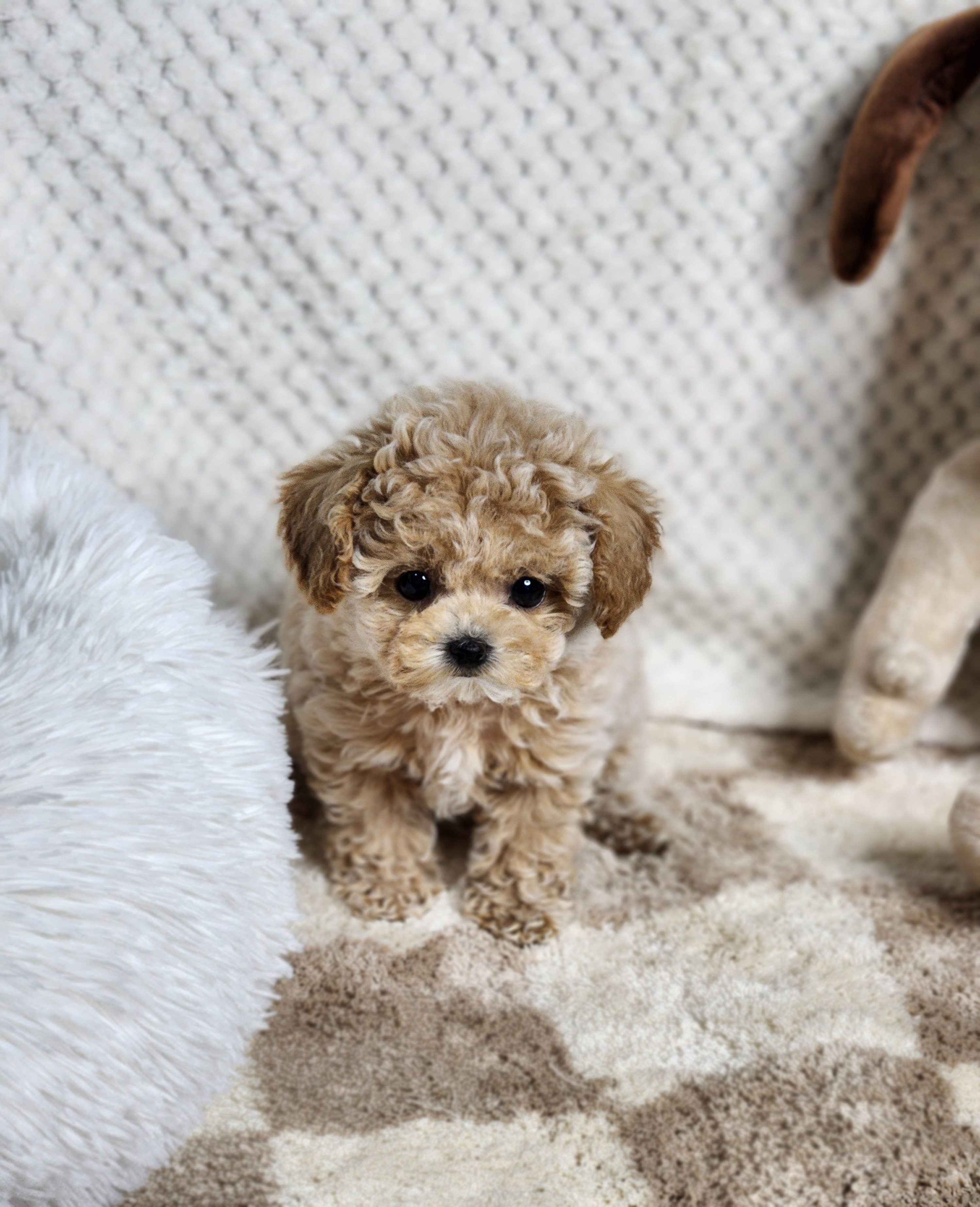 토이푸들분양(10만원부터)