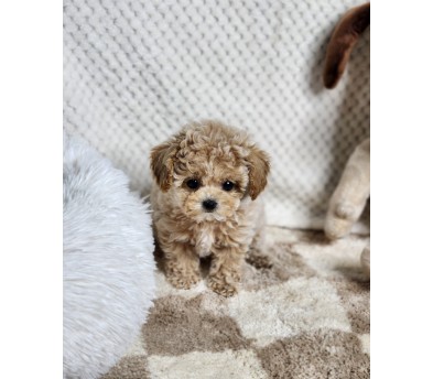 토이푸들분양(10만원부터)