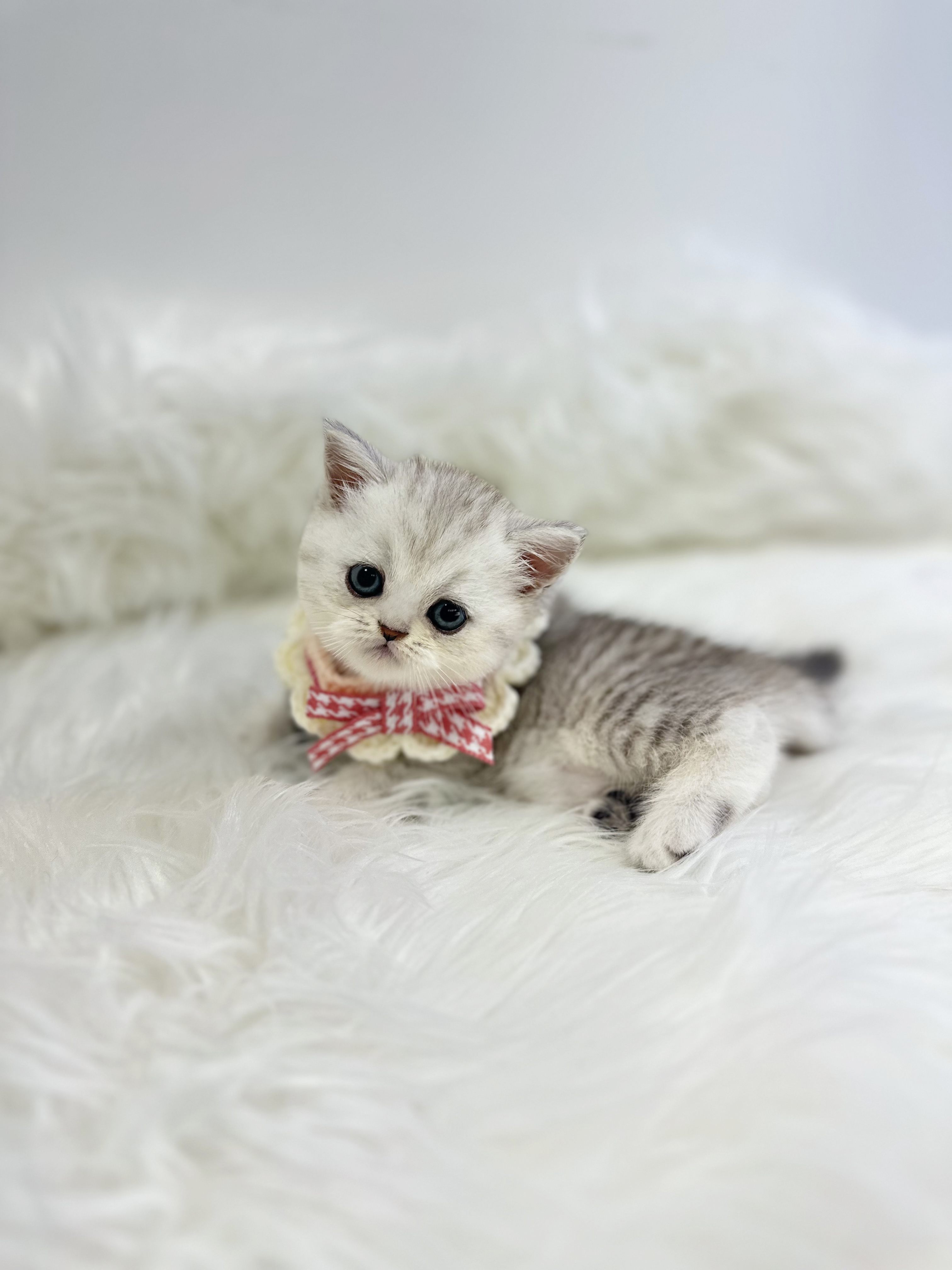 브리티쉬숏헤어분양합니다