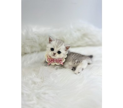 브리티쉬숏헤어분양합니다