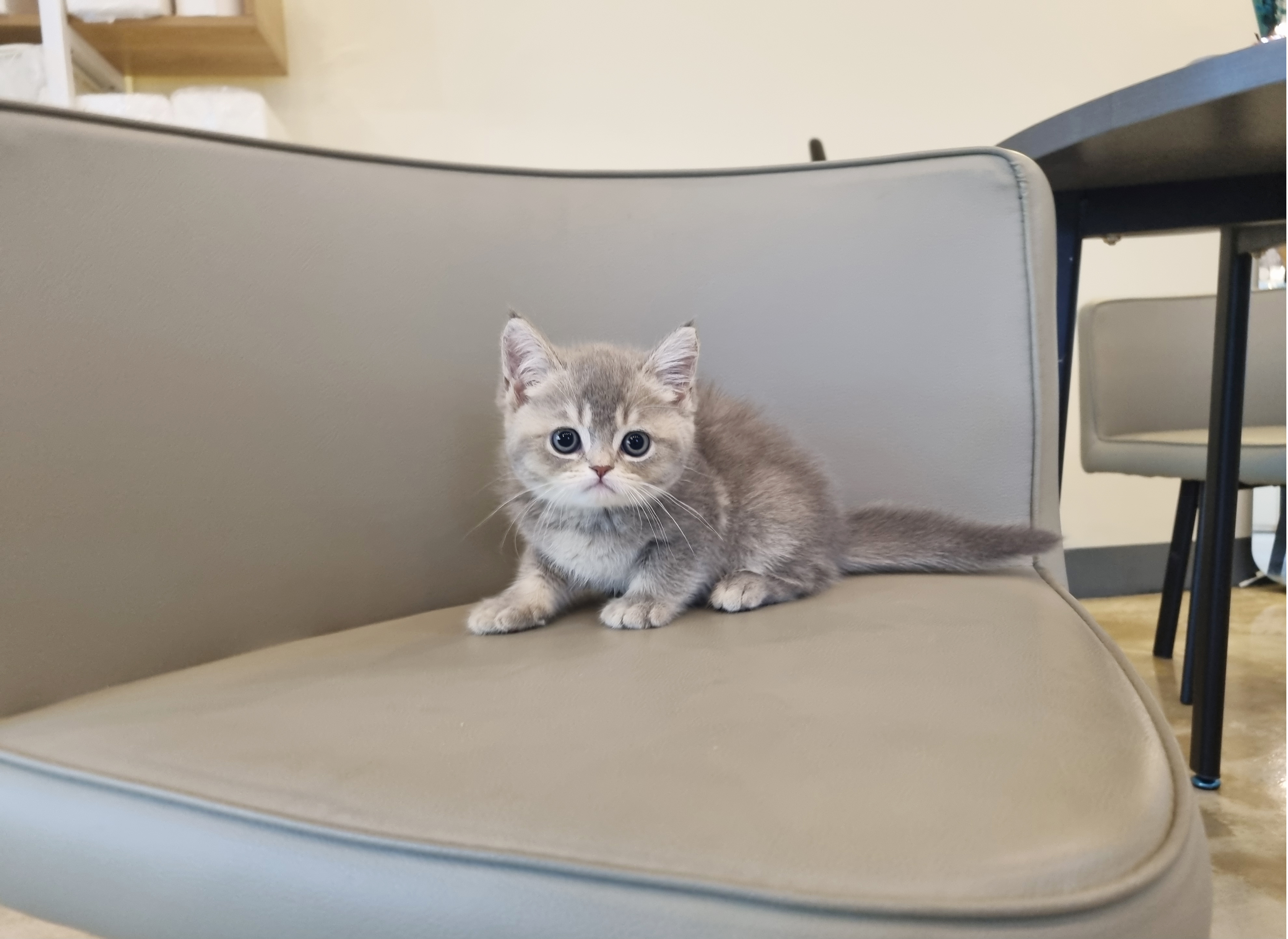 브리티쉬숏헤어분양합니다