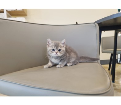 브리티쉬숏헤어분양합니다