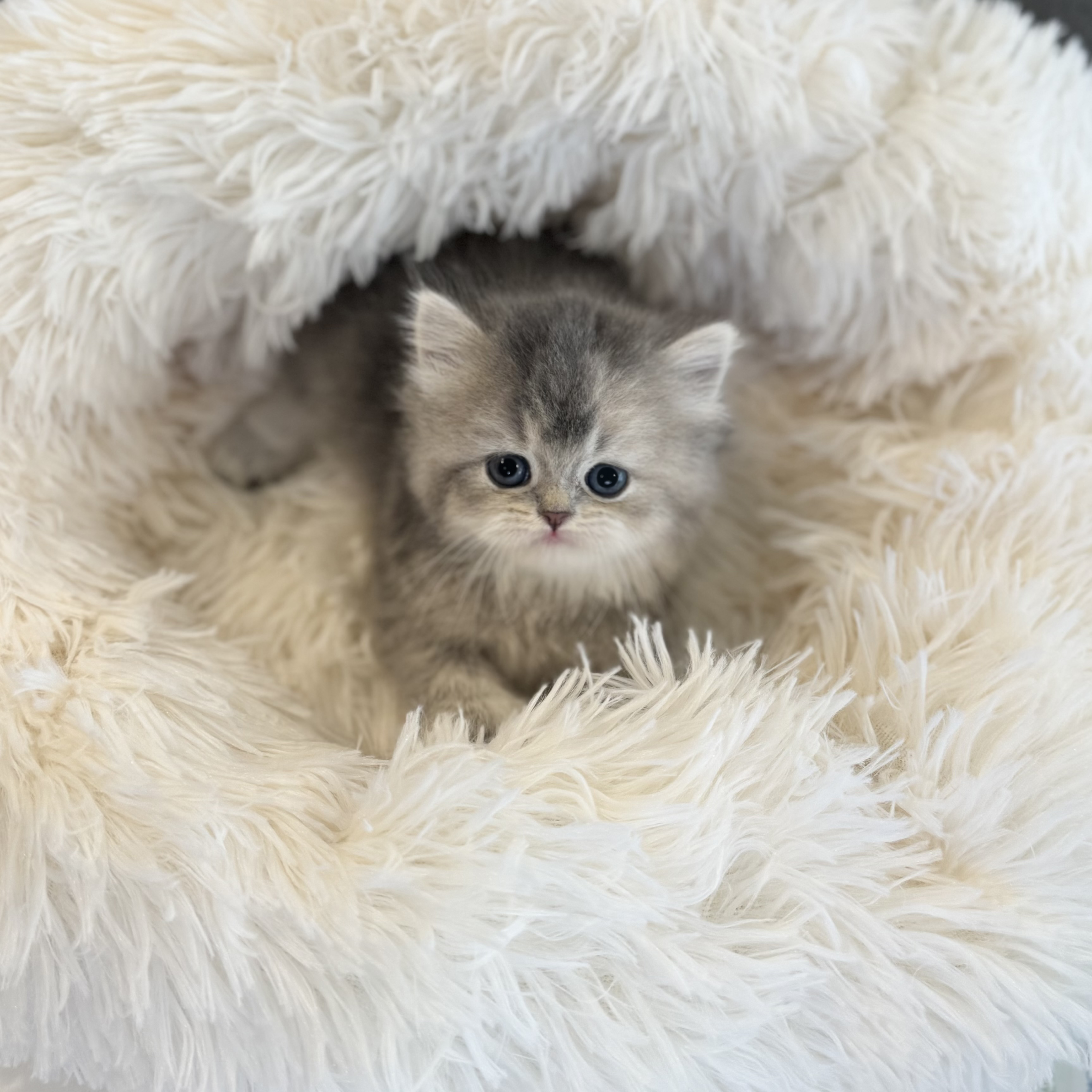 브리티쉬숏헤어분양합니다