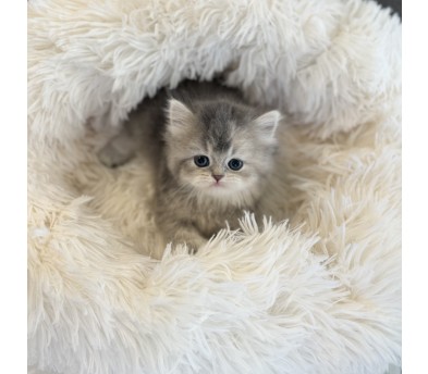 브리티쉬숏헤어분양합니다