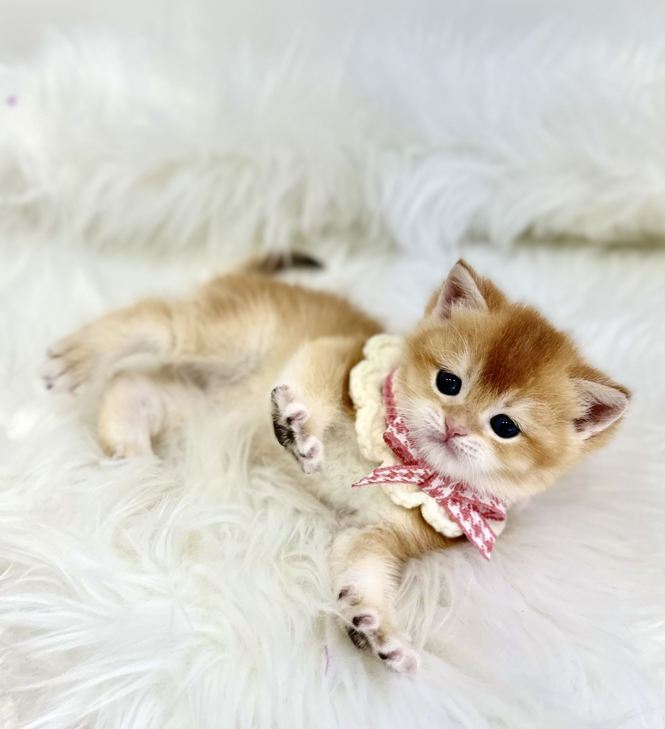 브리티쉬숏헤어분양합니다