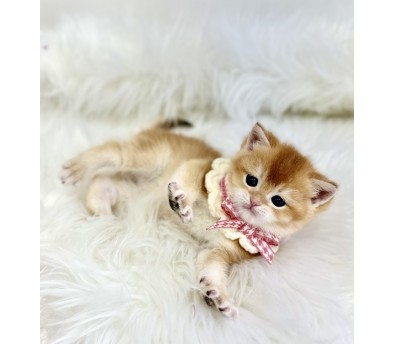 브리티쉬숏헤어분양합니다