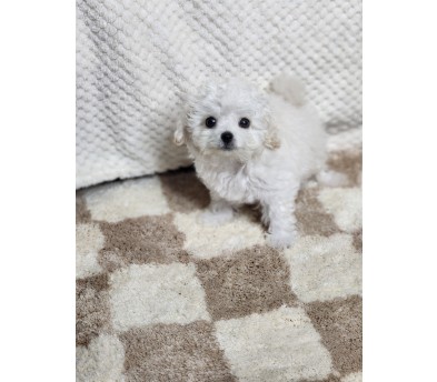 미니비숑분양합니다(10만원부터)