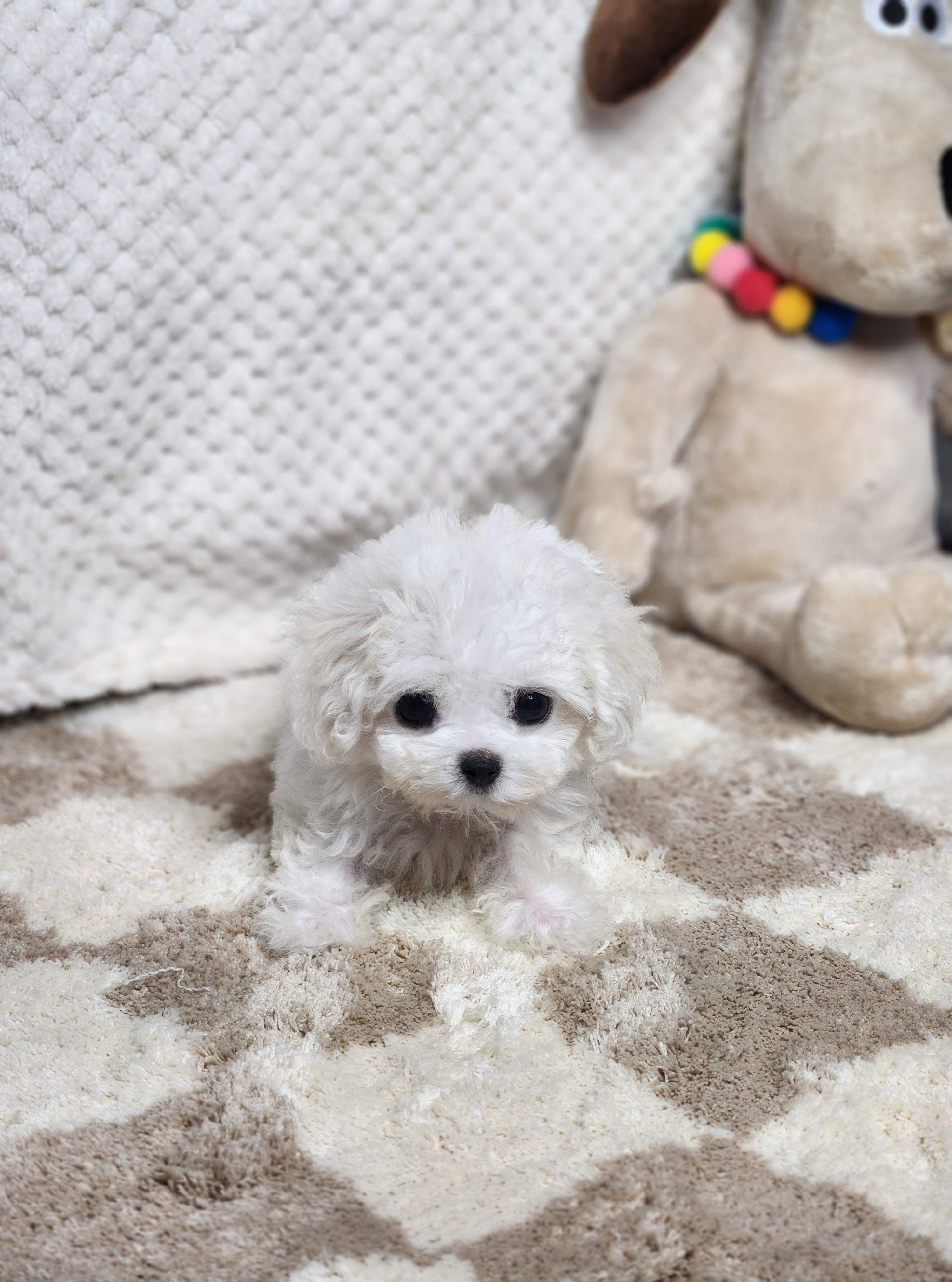 미니비숑분양합니다(10만원부터)