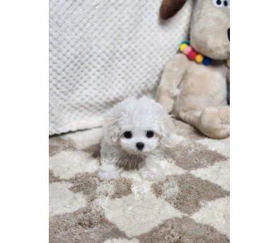 미니비숑분양합니다(10만원부터)