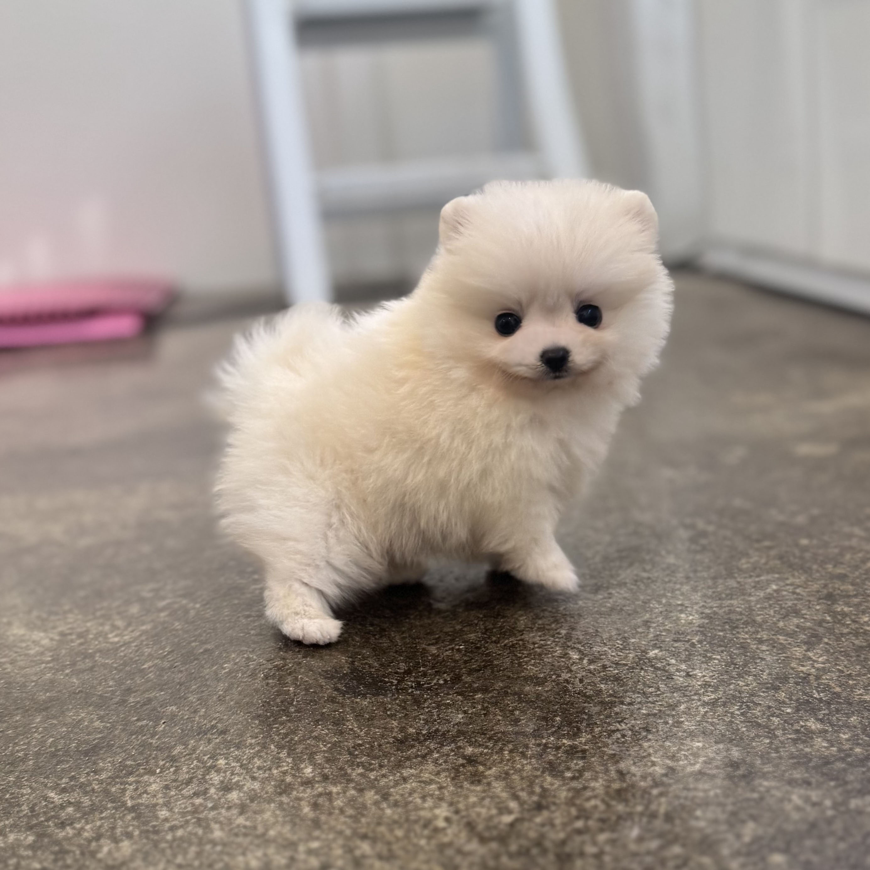 포메라니안분양(20만원부터)