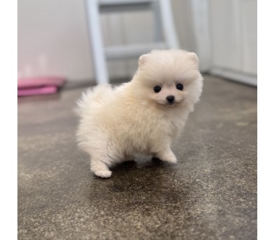 포메라니안분양(20만원부터)