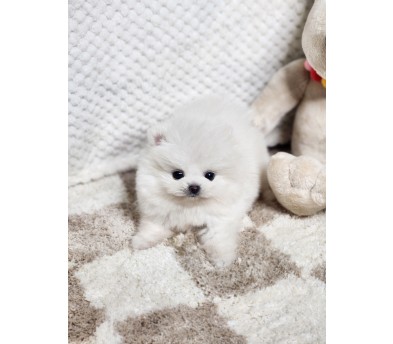 포메라니안분양(20만원부터)