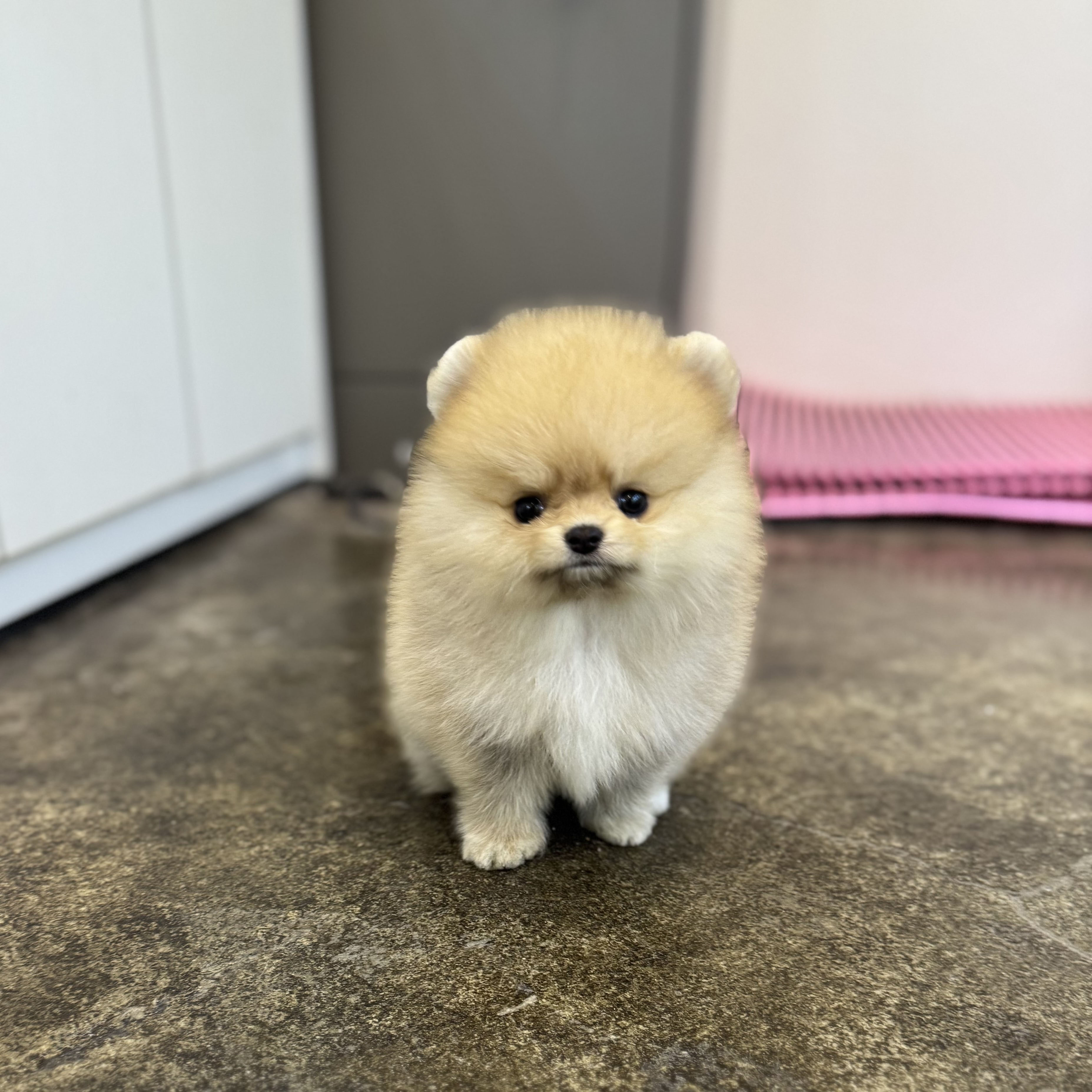 포메라니안분양(20만원부터)