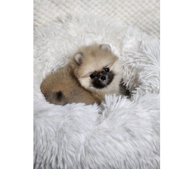포메라니안분양(20만원부터)