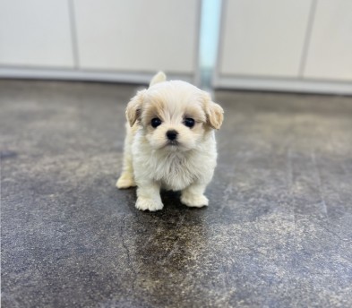 말티푸분양(10만원부터)