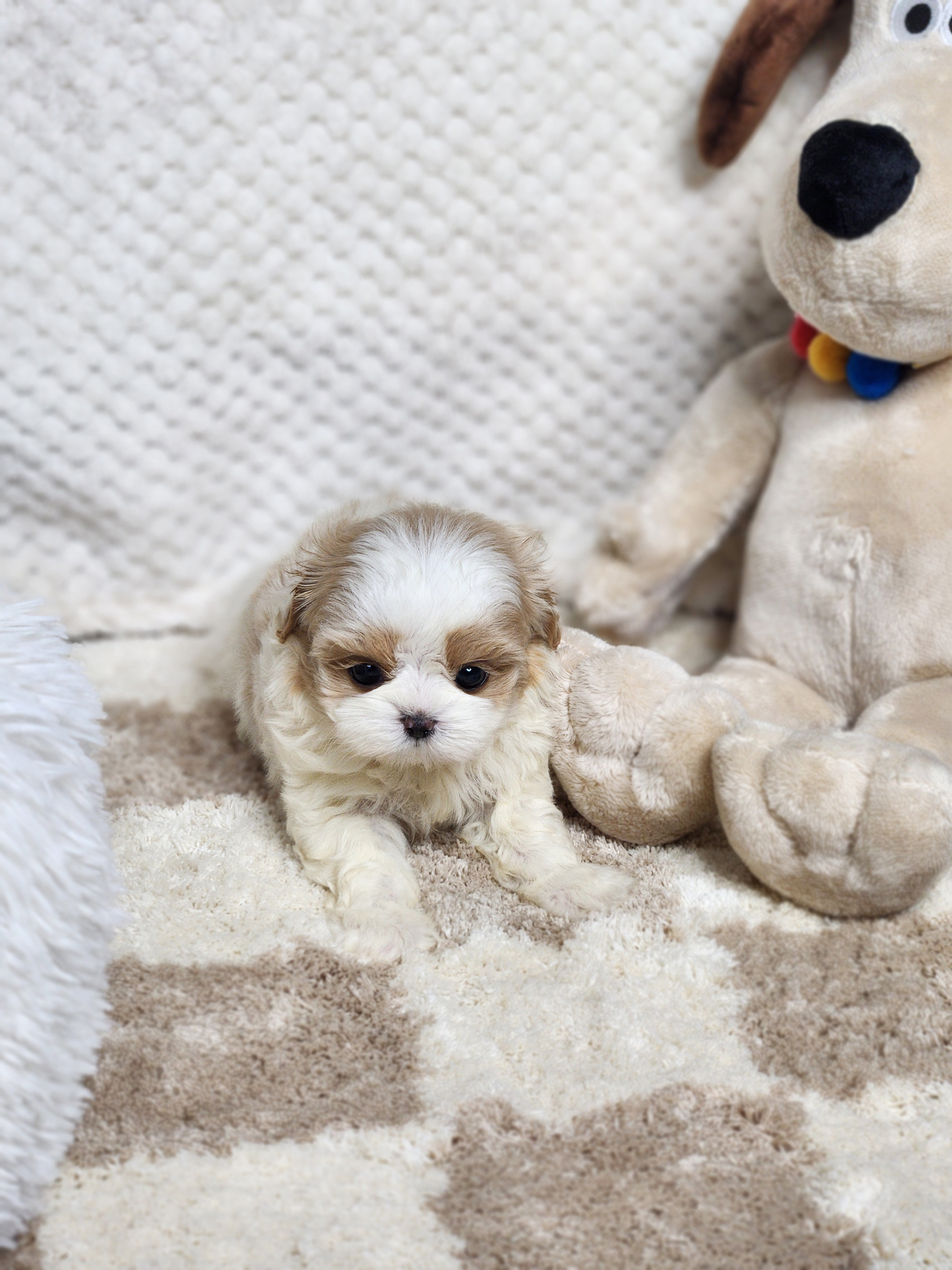 말티푸분양(10만원부터)