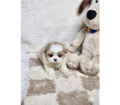 말티푸분양(10만원부터)