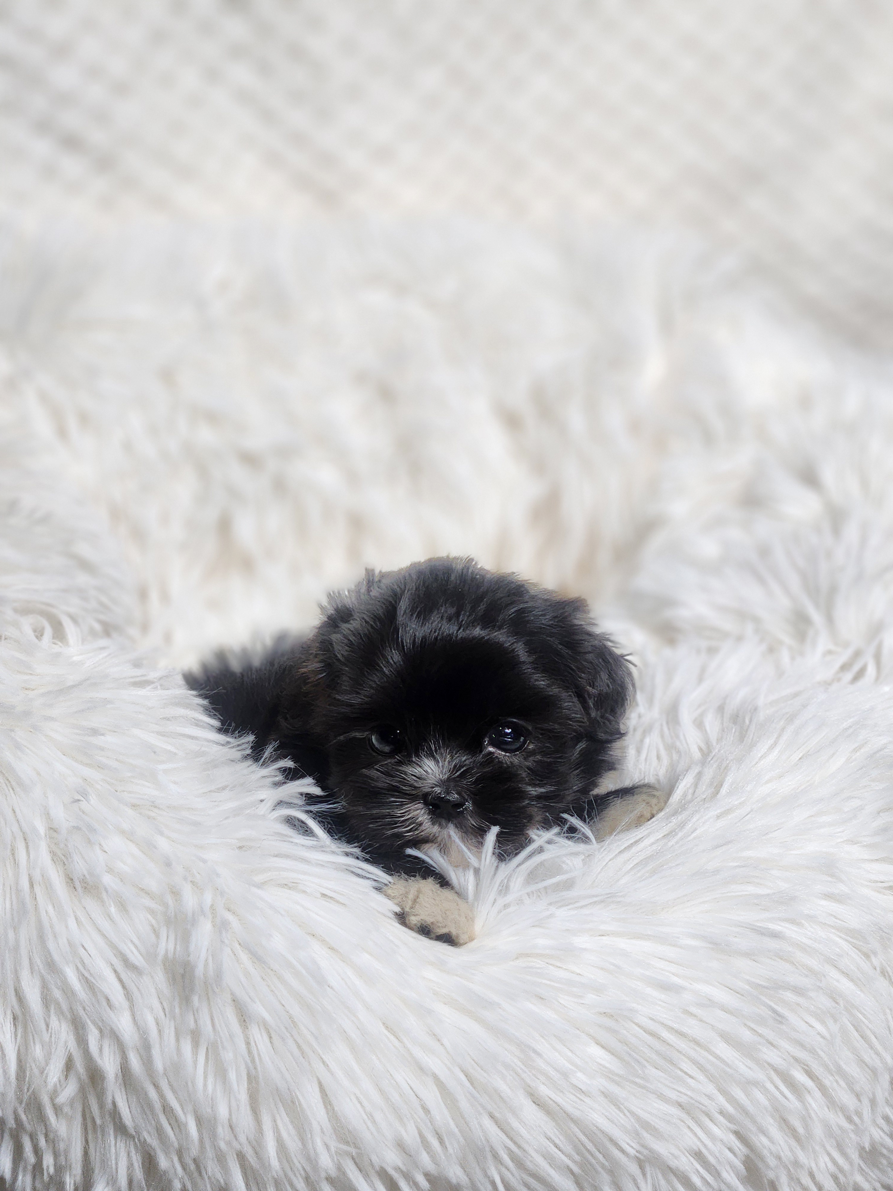 말티푸분양(10만원부터)