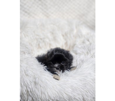 말티푸분양(10만원부터)