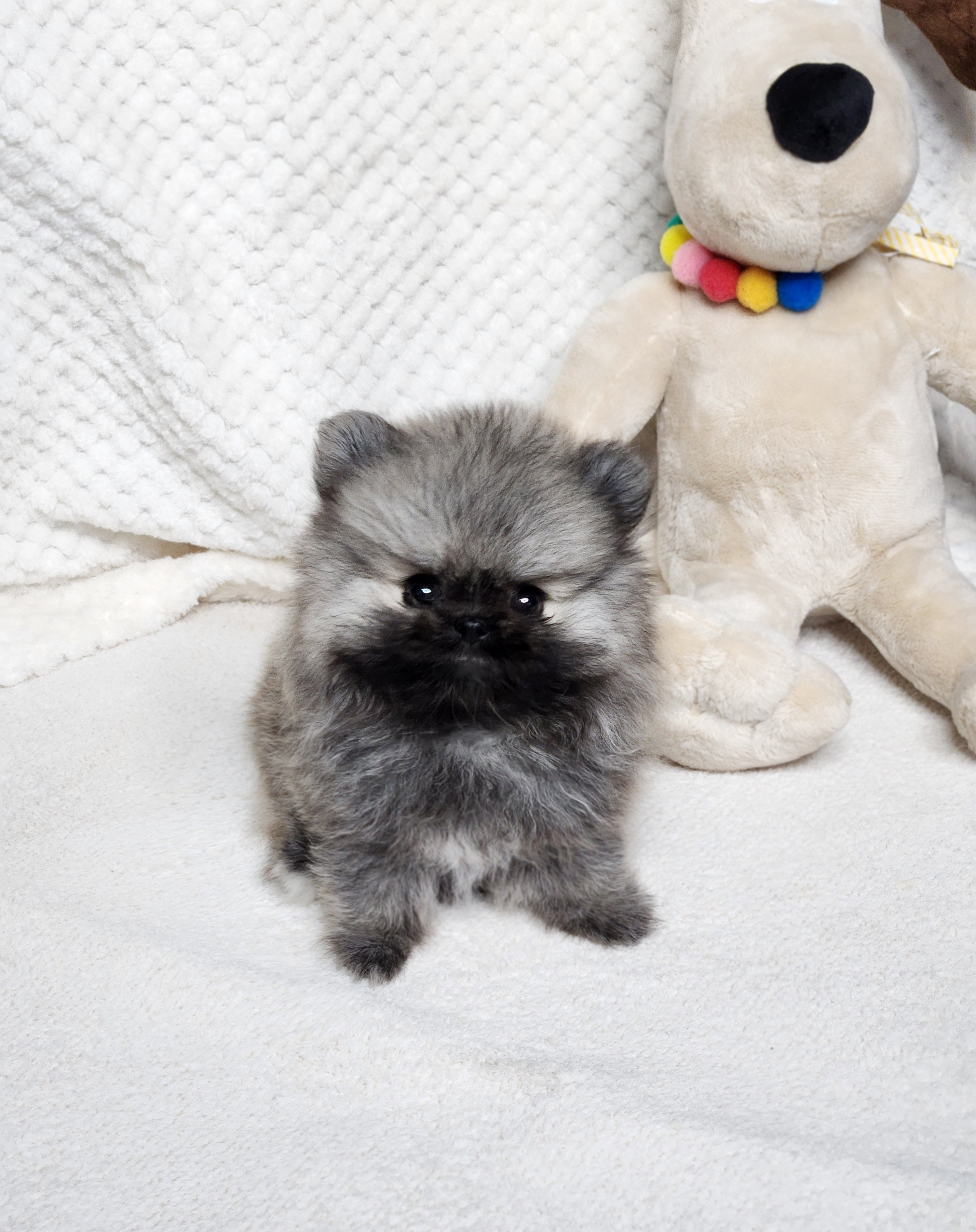 포메라니안분양(20만원부터)