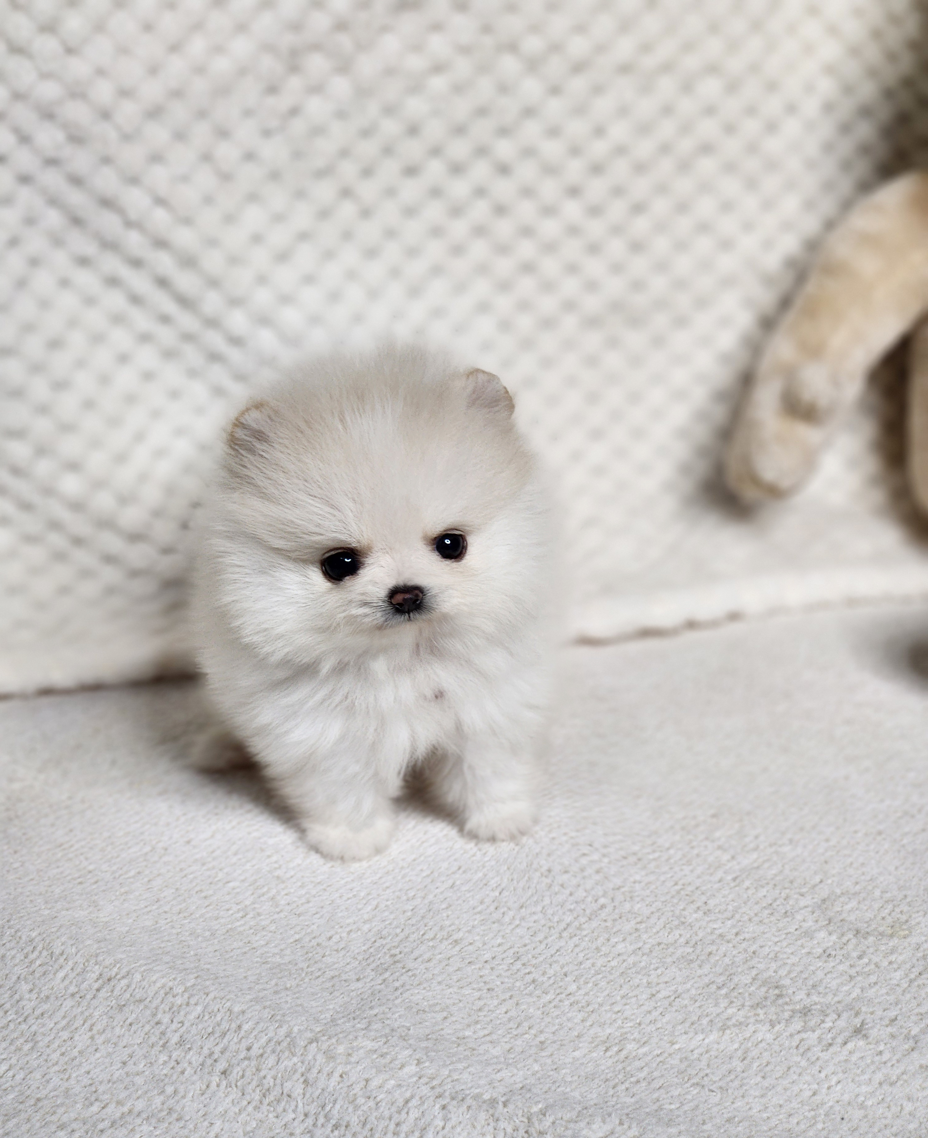 포메라니안분양(20만원부터)