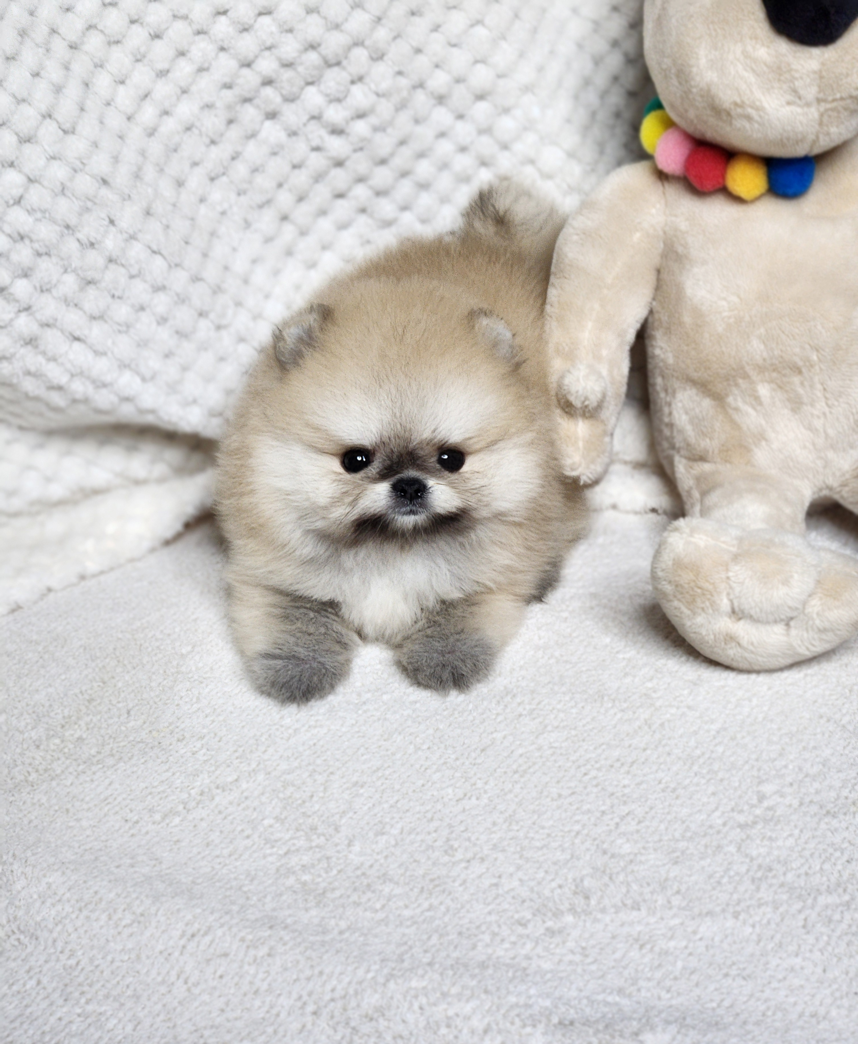 포메라니안분양(20만원부터)