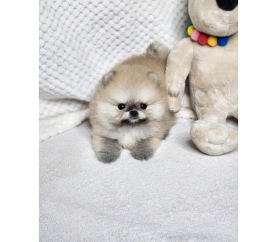 포메라니안분양(20만원부터)