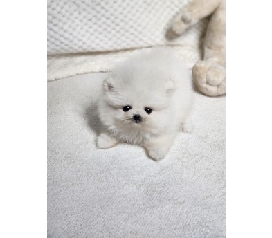 포메라니안분양(20만원부터)