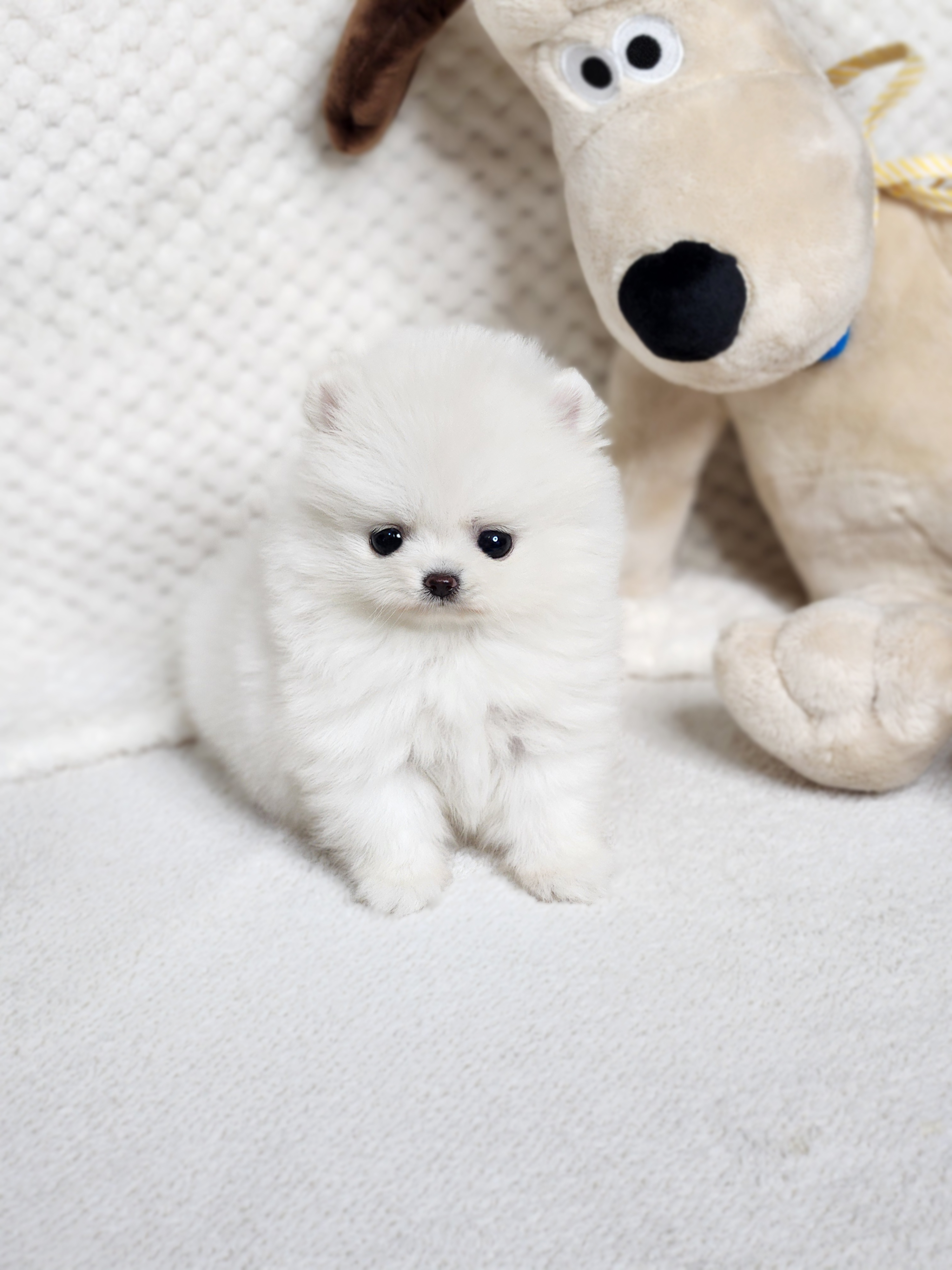 포메라니안분양(20만원부터)