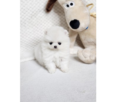 포메라니안분양(20만원부터)