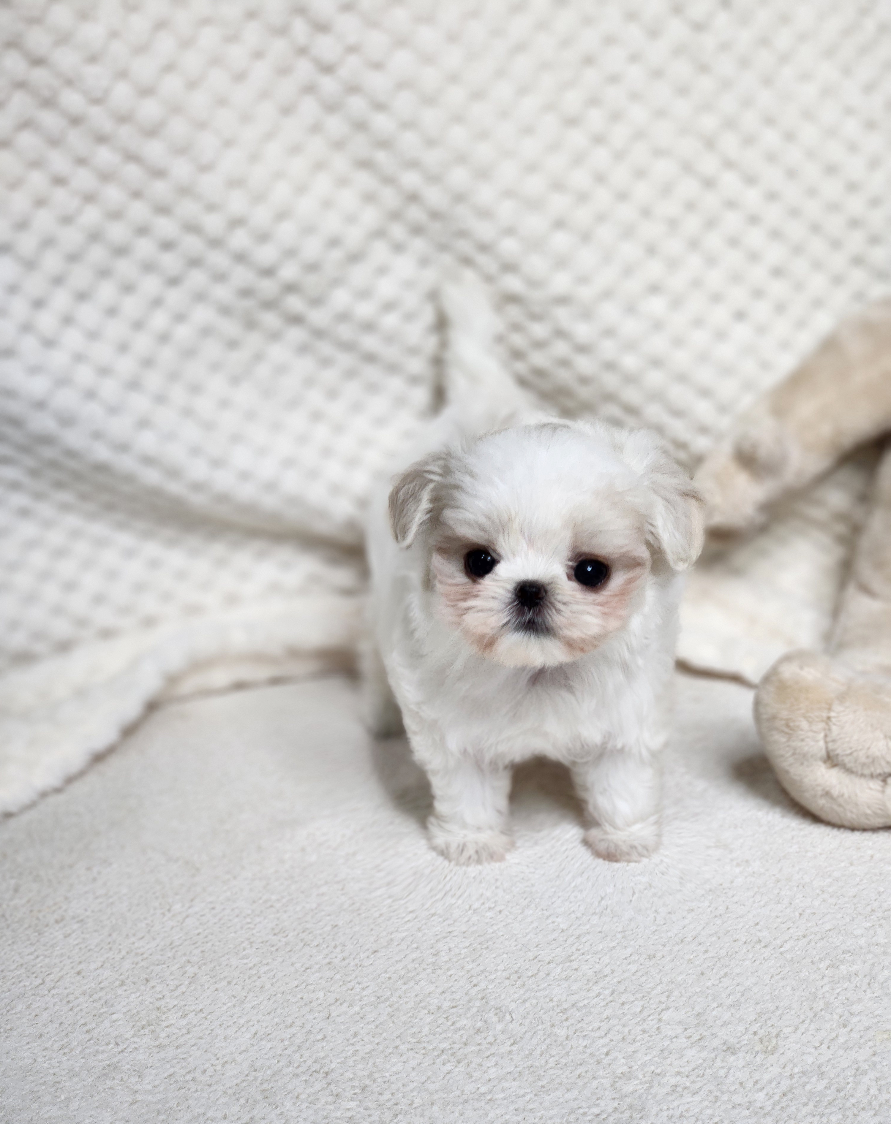 말티푸분양(10만원부터)