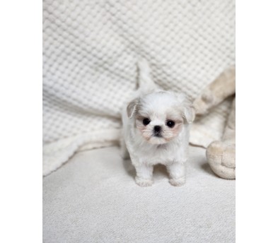 말티푸분양(10만원부터)