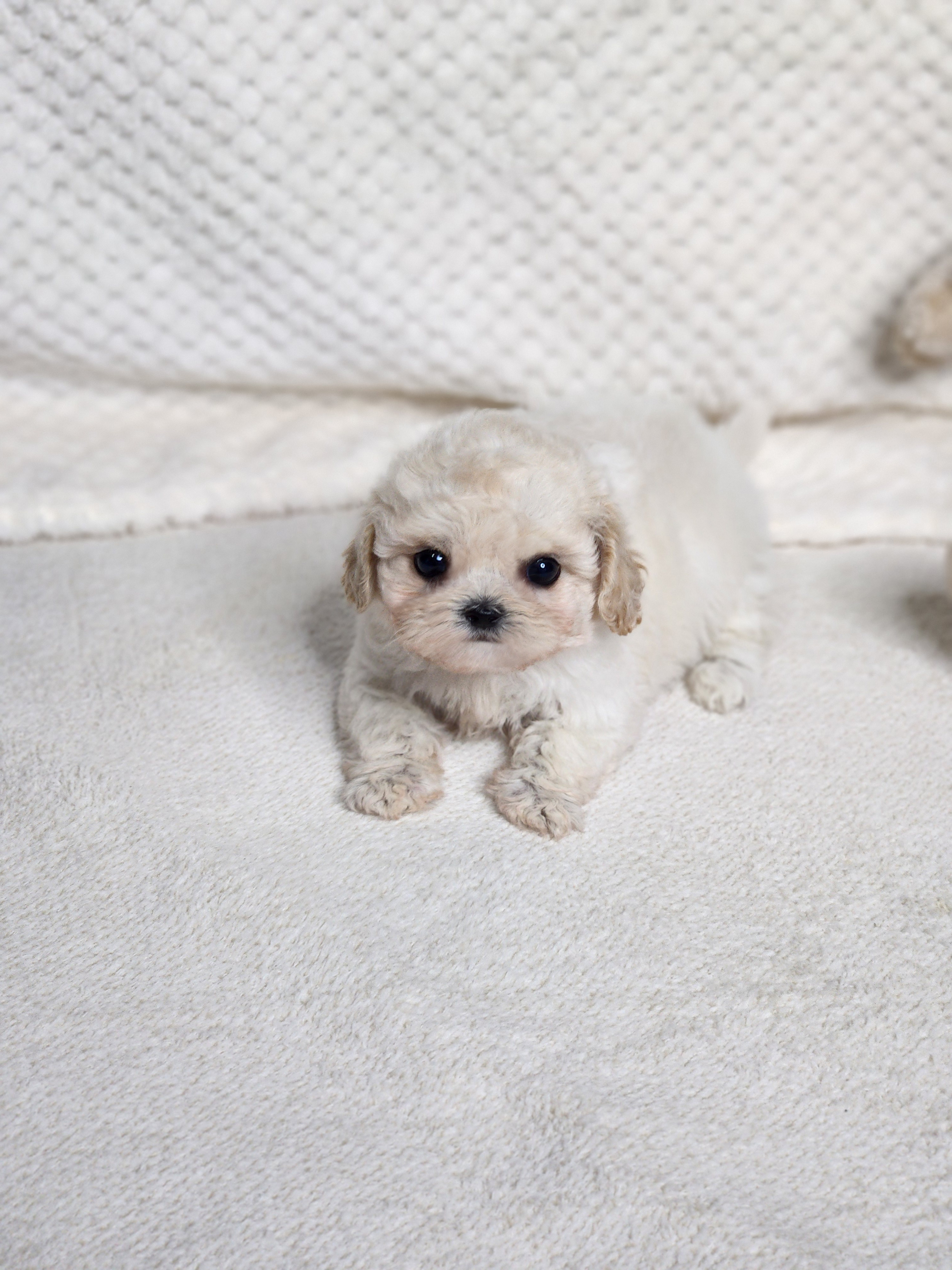 말티푸분양(10만원부터)