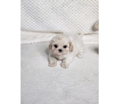 말티푸분양(10만원부터)