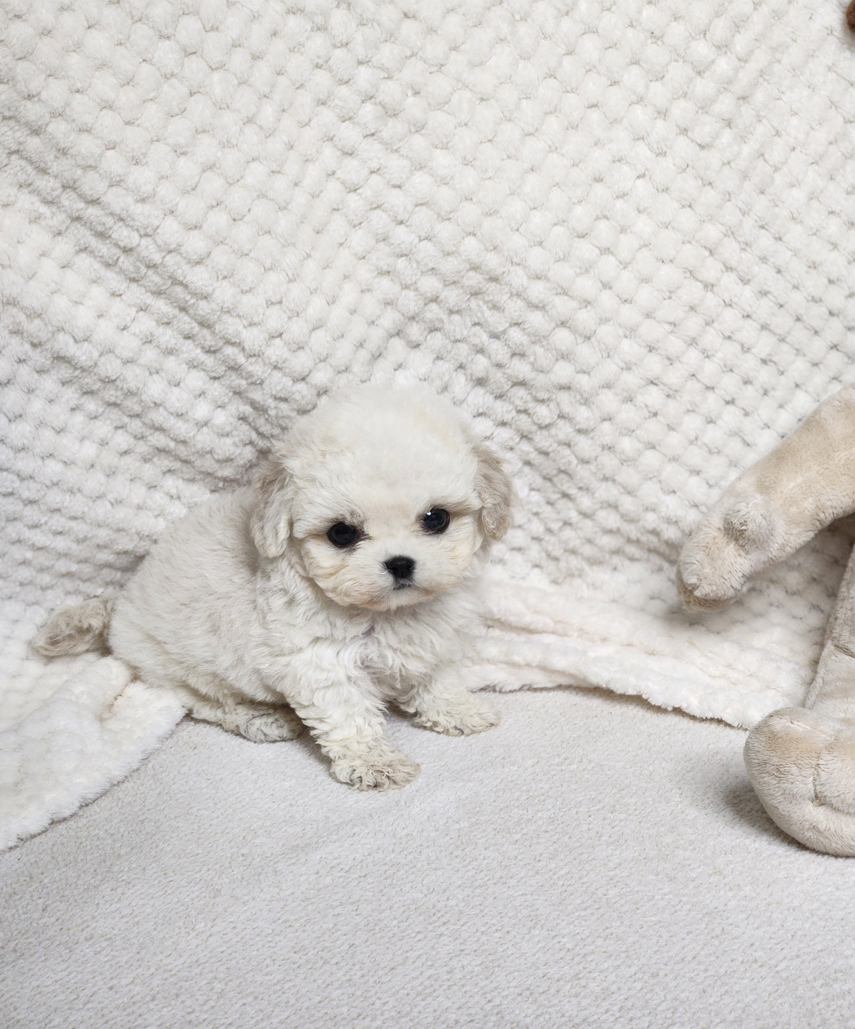 미니비숑분양합니다(10만원부터)